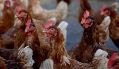Pennsylvania leads nation in H5N1 bird flu cases