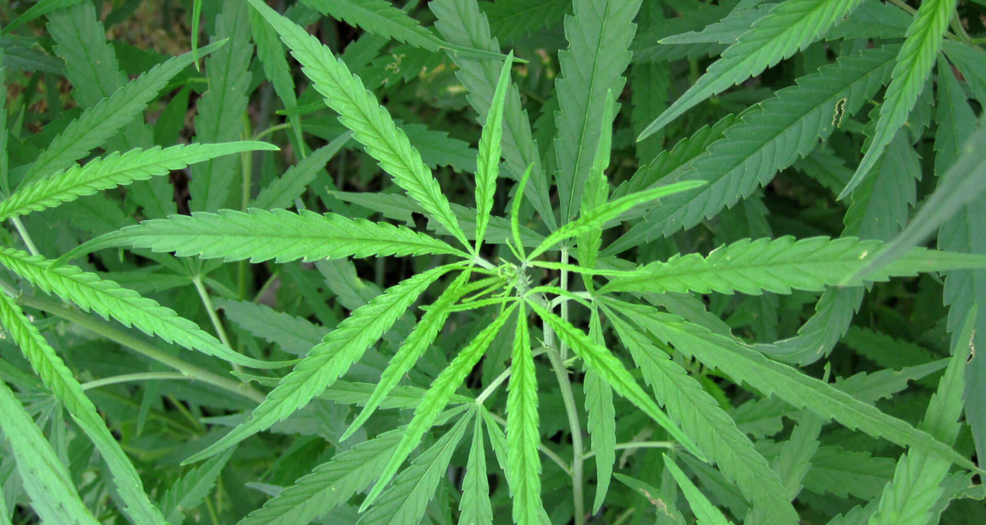 Getting stuff wrong — Why Pennsylvania must reject Gov. Shapiro’s push for marijuana legalization