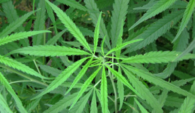 Getting stuff wrong — Why Pennsylvania must reject Gov. Shapiro’s push for marijuana legalization