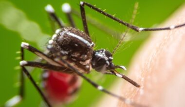 Anti-Mosquito Spraying Planned In Delco