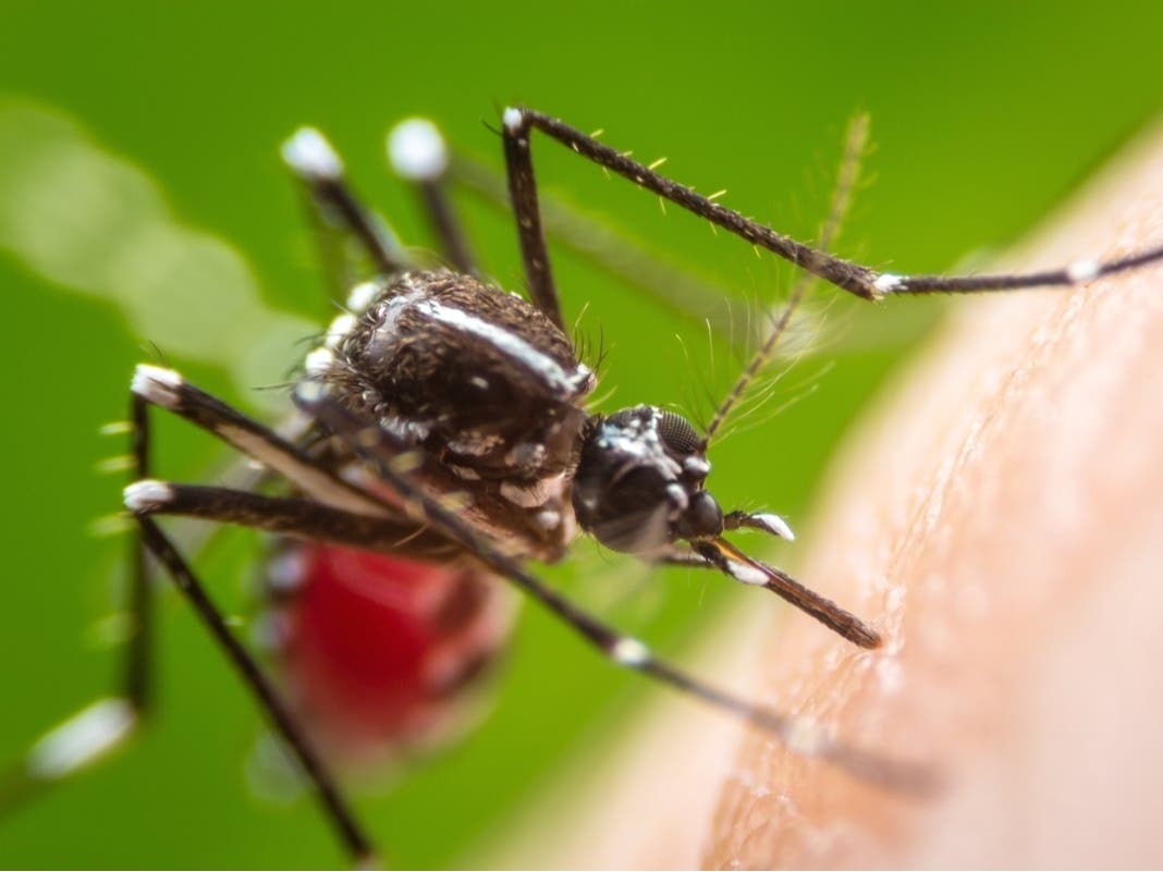 Anti-Mosquito Spraying Planned In Delco