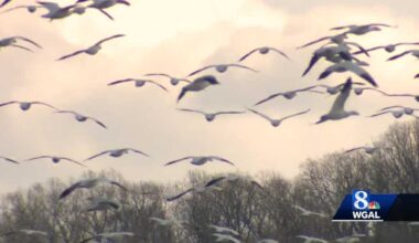 Pennsylvania's snow geese are expected to arrive soon