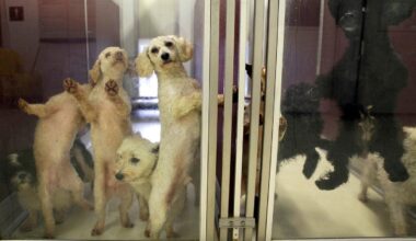 Philadelphia Council approves bill calling for hold on dog breeding