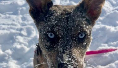2026 Puppy Bowl to feature Pittsburgh dogs