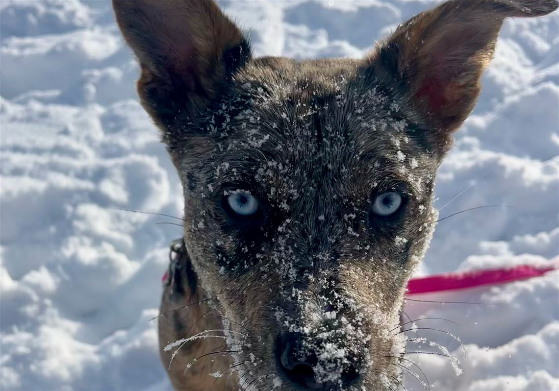 2026 Puppy Bowl to feature Pittsburgh dogs
