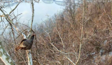 Video shows wild turkey visiting bald eagle nest in Pittsburgh