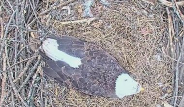 Eagles at U.S. Steel nest lay 2nd egg