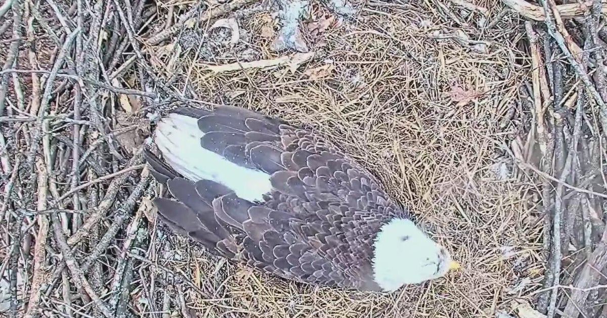 Eagles at U.S. Steel nest lay 2nd egg
