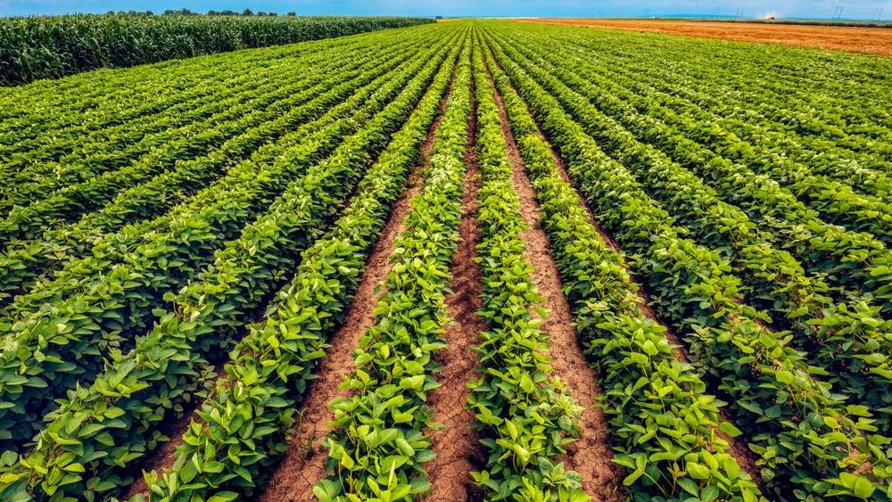 College of Ag Sciences faculty awarded Pennsylvania Soybean Board grants