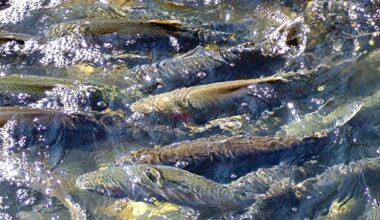 There's still time to catch steelhead in Lake Erie tributaries