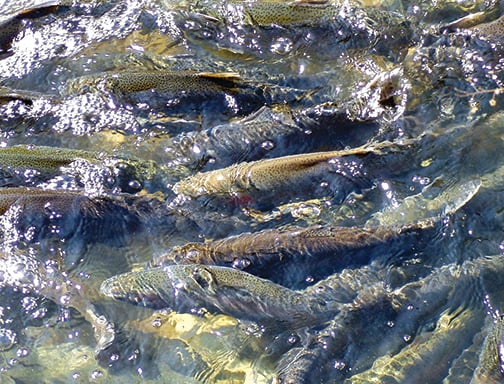 There's still time to catch steelhead in Lake Erie tributaries