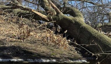 Tree falls on house in West View, Pennsylvania