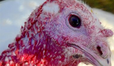 Avian flu continues to strike in Pennsylvania