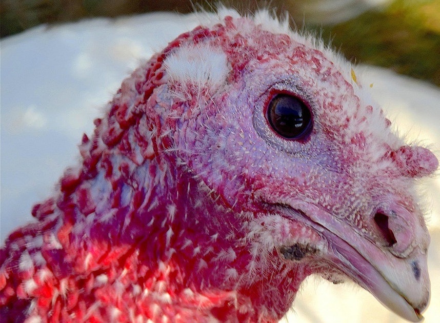 Avian flu continues to strike in Pennsylvania