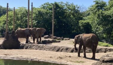 Judge dismisses suit seeking release of elephants at Pittsburgh Zoo