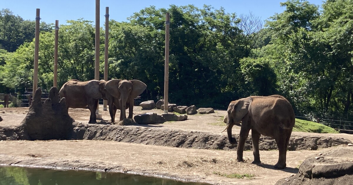 Judge dismisses suit seeking release of elephants at Pittsburgh Zoo