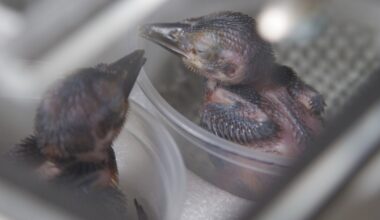 Avian education center prepares to take flight in Pittsburgh