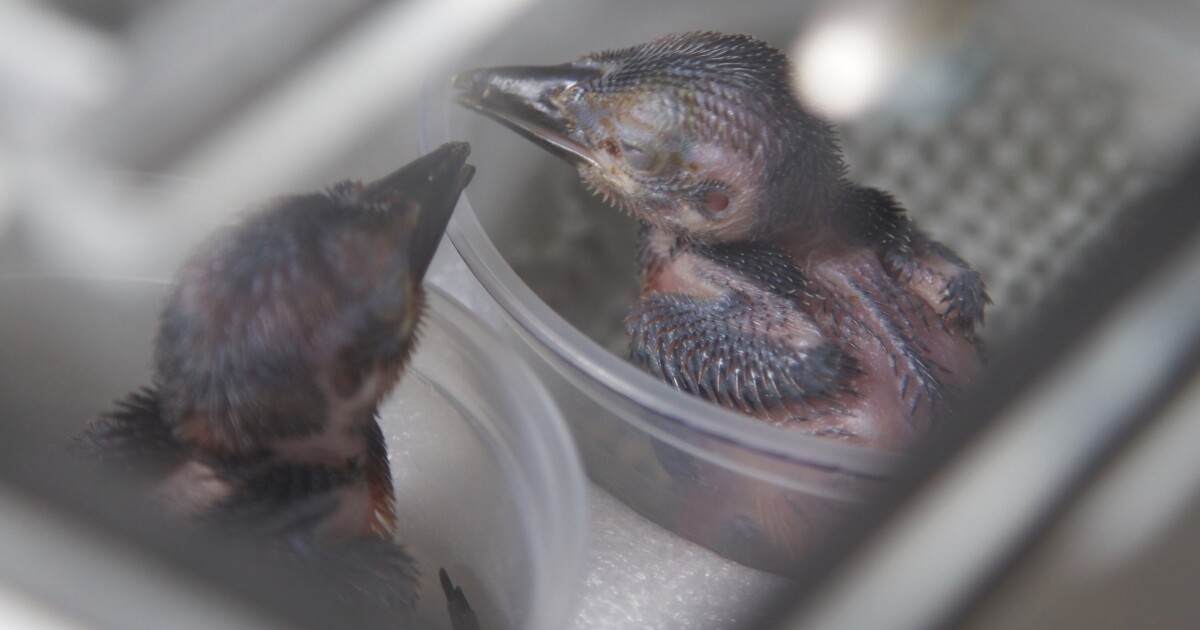 Avian education center prepares to take flight in Pittsburgh