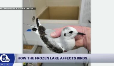 A frozen Lake Erie means no food for many