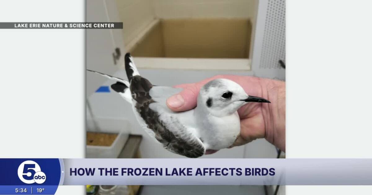 A frozen Lake Erie means no food for many