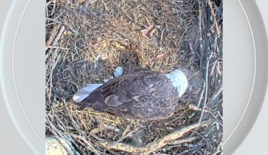 U.S. Steel Bald Eagles welcome first egg of 2026