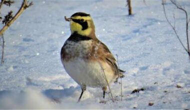 Wildlife finds ways to cope with cold – Times News Online