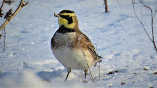Wildlife finds ways to cope with cold – Times News Online