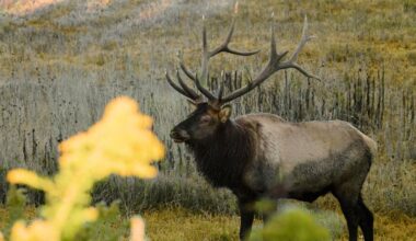 pennsylvania-elk-wild-gravel-bike-bikepack-bikepacking-225-rut-ramble-cameron-county