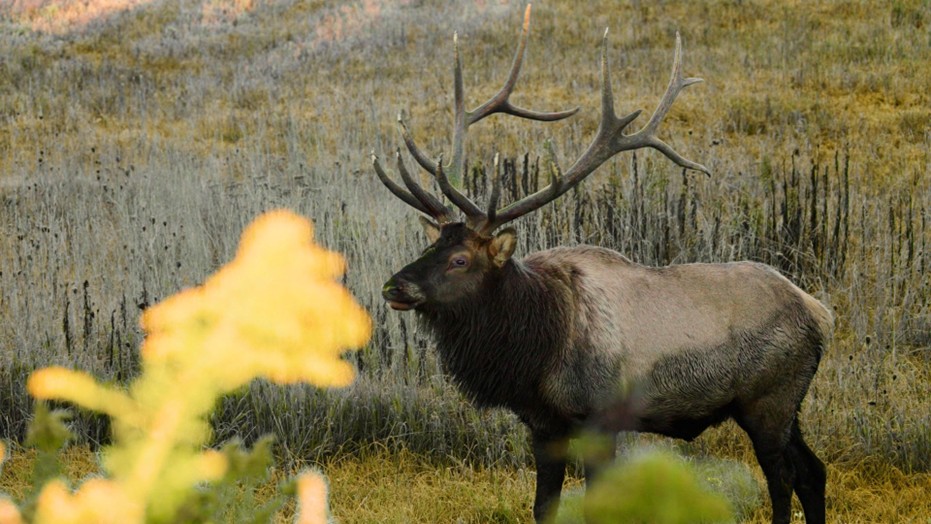 pennsylvania-elk-wild-gravel-bike-bikepack-bikepacking-225-rut-ramble-cameron-county