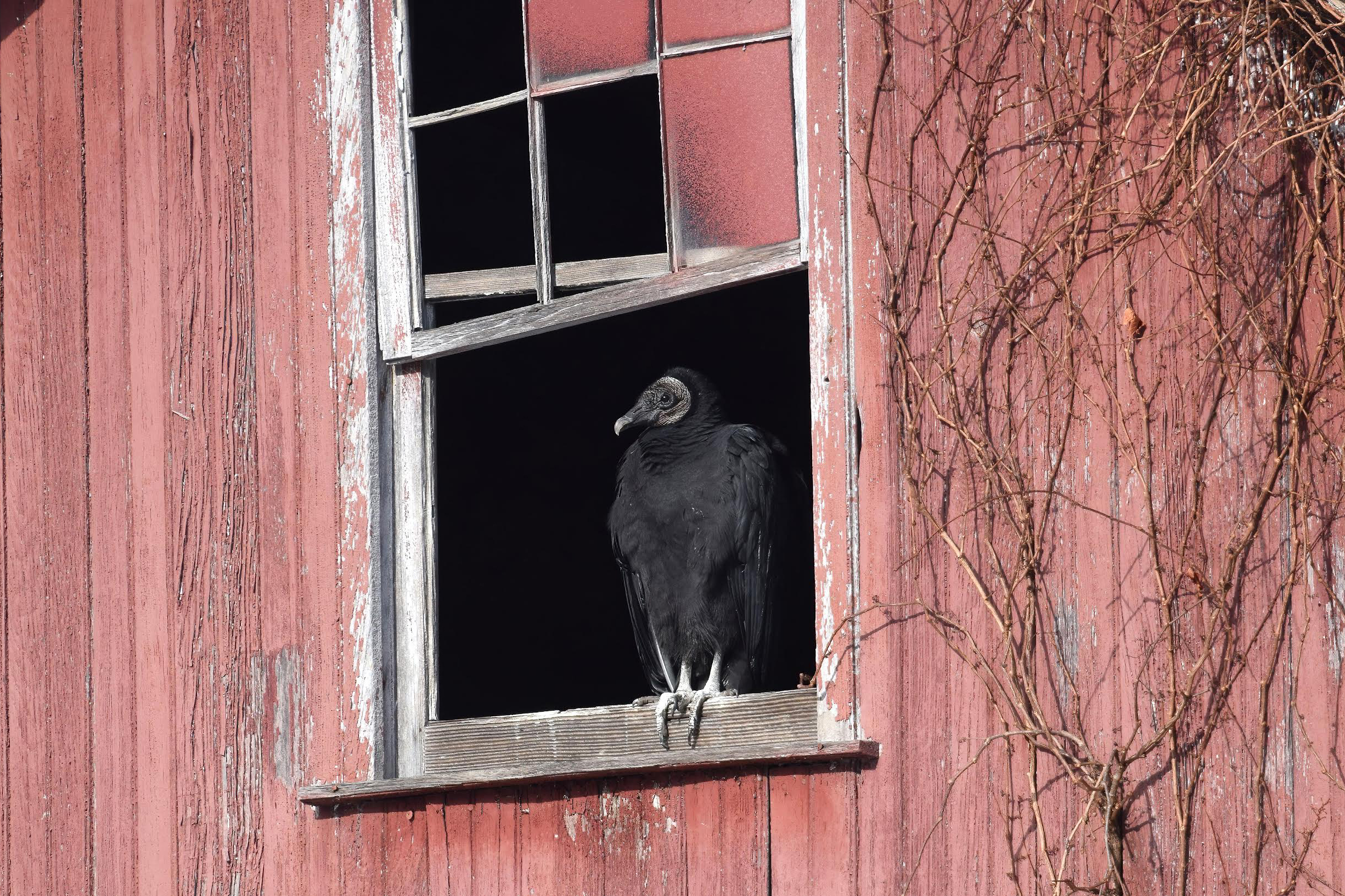 At the beginning of the outbreak, researchers at Hawk Mountain Sanctuary in Pennsylvania found that the virus had killed dozens of black vultures. Credit: Brandon Swayser/Lehigh Valley Audubon Society