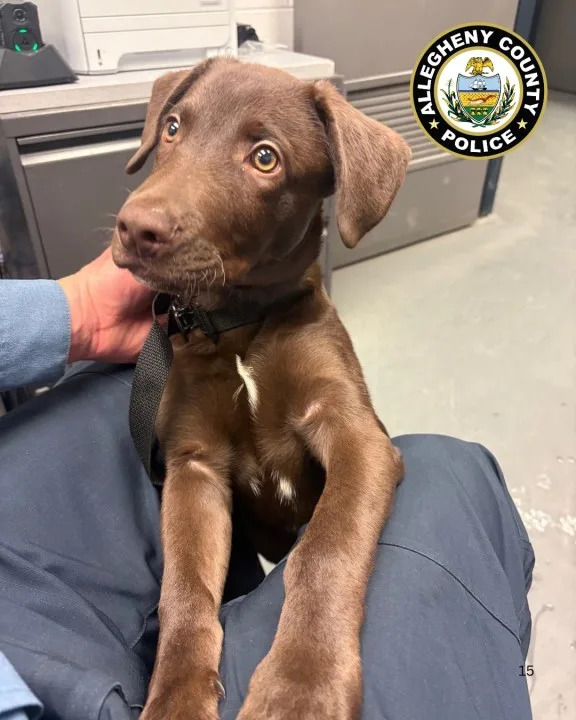 Pup abandoned at Pittsburgh International Airport. Photo from Allegheny County Police.