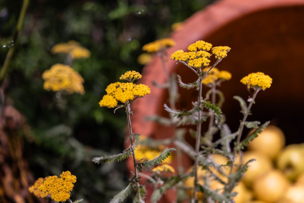 Yellow yarrow