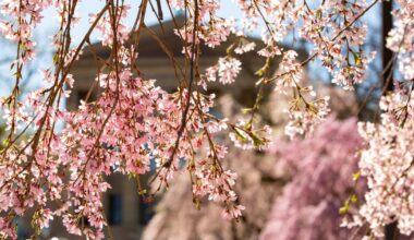 Philly plants 250 cherry blossom trees ahead of annual festival, semiquincentennial
