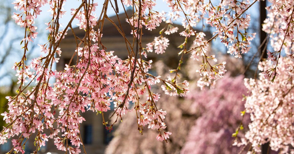 Philly plants 250 cherry blossom trees ahead of annual festival, semiquincentennial