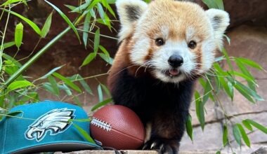 Philadelphia Zoo's last red panda, Khumbie, dies