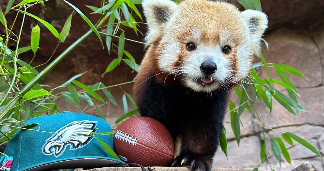 Philadelphia Zoo's last red panda, Khumbie, dies