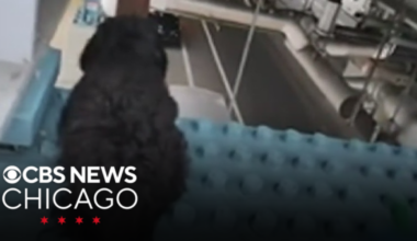 Dog rescued from elevated beam on train platform in Philadelphia