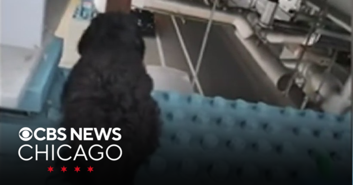 Dog rescued from elevated beam on train platform in Philadelphia