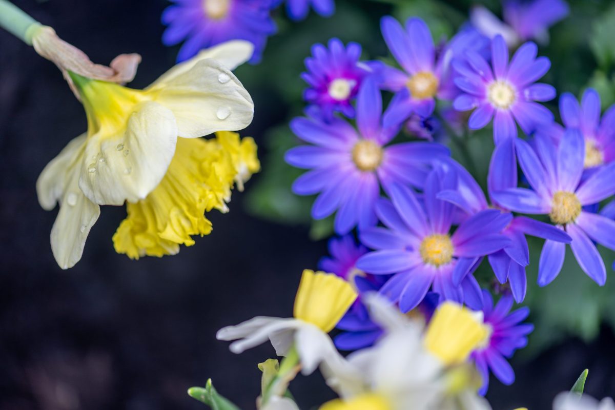 11 essential March events for welcoming spring in Pittsburgh, from comics and crafts to cult cinema