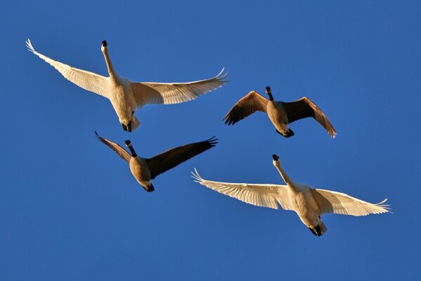 Pairs of tundra swans (larger birds) and Canada geese fly over the Middle Creek Wildlife Management Area, Monday, March 9, 2026, in Kleinfeltersville, Pa. (AP Photo/Robert F. Bukaty)