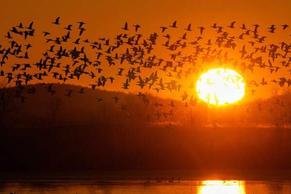 Snow geese take to the sky at sunrise after a stopover at the Middle Creek Wildlife Management Area, Monday, March 9, 2026, in Kleinfeltersville, Pa. (AP Photo/Robert F. Bukaty)