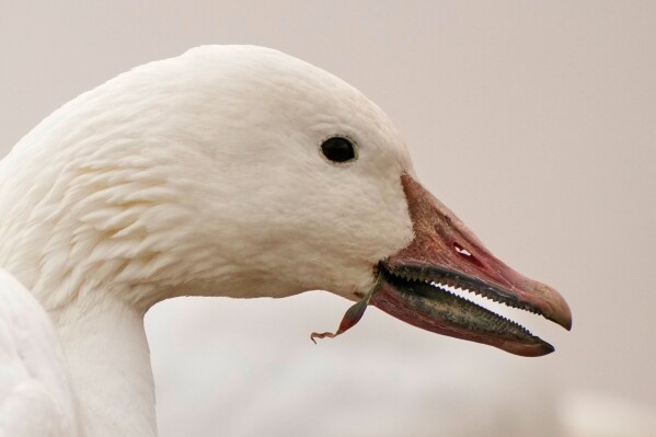 The serrated edges of a snow goose's bill helps it grip the plants it eats, near the Middle Creek Wildlife Management Area, Sunday, March 8, 2026, in Kleinfeltersville, Pa. (AP Photo/Robert F. Bukaty)