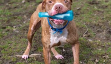 Meet Tomato Pie: Lower Bucks Countys Shelter Pet Of The Week