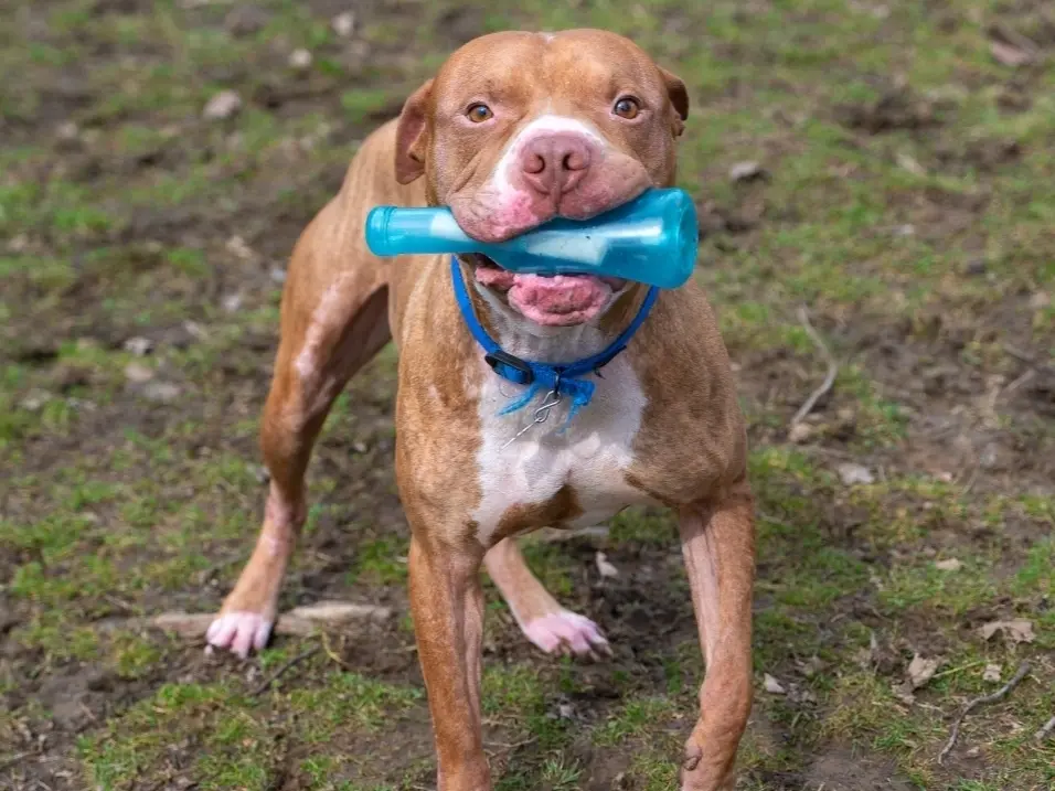 Meet Tomato Pie: Lower Bucks Countys Shelter Pet Of The Week