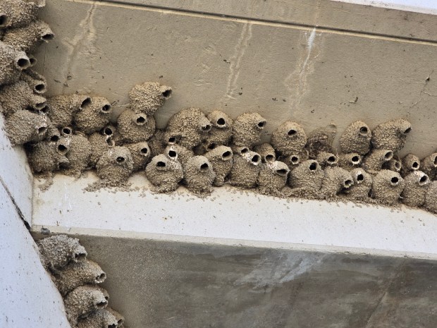 Dozens of cliff swallow nests festoon a bridge near the Erie Wetlands. (Ruth Carol Cushman)