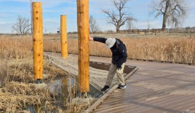 The Erie Wetlands — both fun and functional – Longmont Times-Call