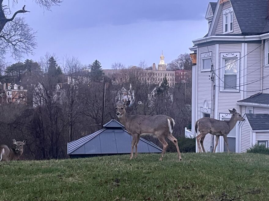 Deer graze in a yard in Pittsburgh’s North Side on March 11, 2026. Riverview Park is across the street.