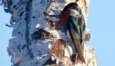 Budding Birder? Take a Walk with Erie Bird Observatory