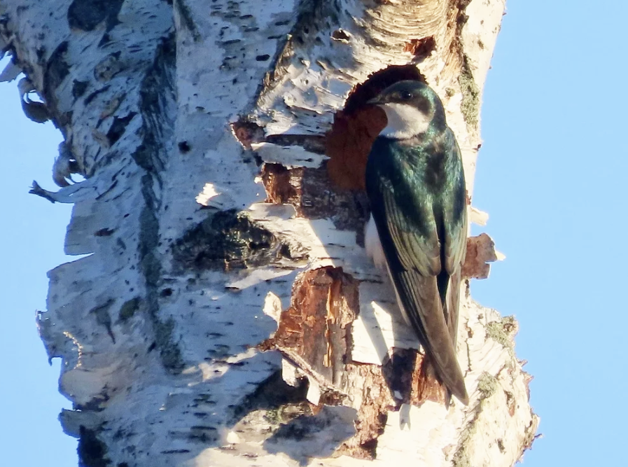 Budding Birder? Take a Walk with Erie Bird Observatory