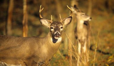 Pennsylvania deer harvest numbers released